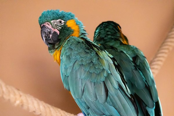 Welke kattenrassen zijn het meest geschikt voor gezinnen?